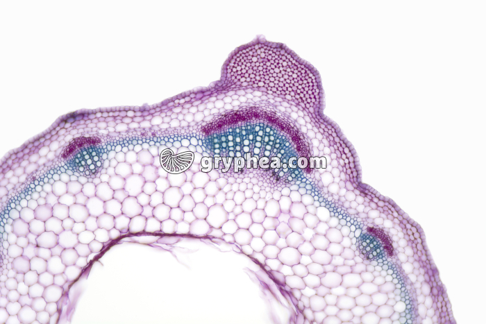 Tige de Lamier CT x25 - gryphea.com